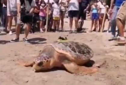 Colomera, la tortuga que viaja nadando desde España hasta Grecia tras ser curada